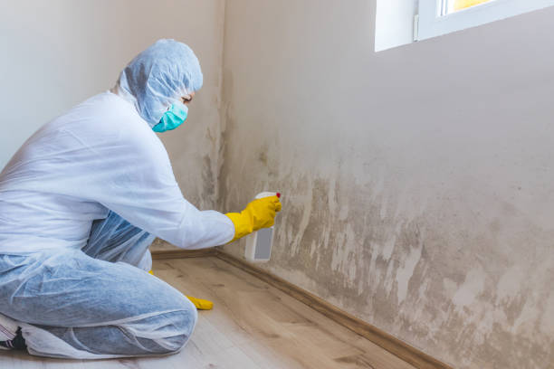 Licensed Black Mold Removal service in Winthrop, MN - WQB Mold Removal