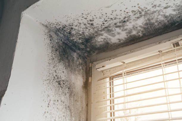 Affordable Black Mold Removal solutions in Winthrop, MN