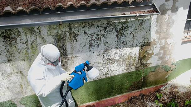 Top rated local Black Mold Removal specialists in Winthrop, MN